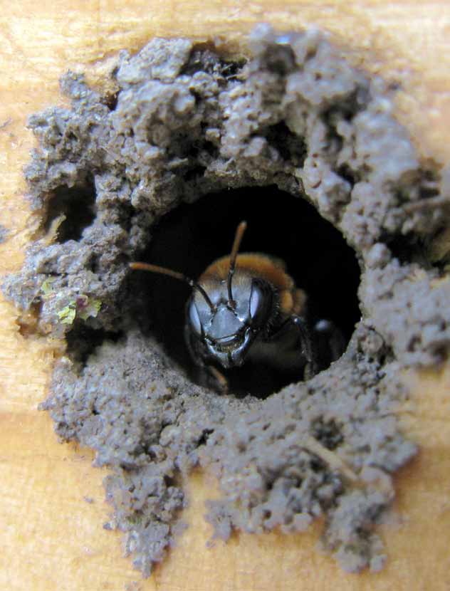 Técnicas de Coleta e Beneficiamento de Mel 63 Métodos de coleta Considerações sobre os locais adequados para a coleta do mel Tendo como base os diferentes arranjos produtivos presentes no Brasil para