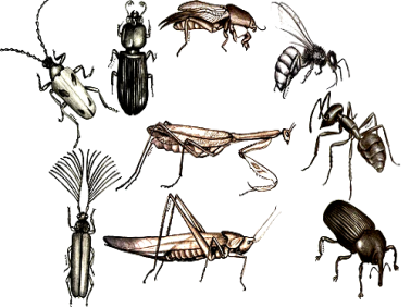 Apesar da grande variedade, existem características comuns que os definem: Têm seis patas; Não possuem esqueleto; Tem corpo dividido em três partes; Podem ter asas, ou não; Possuem antenas. Corbícula.