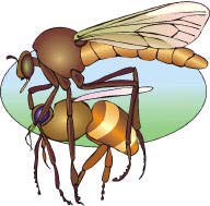 Embora a maior parte das pessoas não saiba, provavelmente a maior utilidade dos insetos é que muitos deles são insetívoros, ou seja, alimentam-se de outros insetos, ajudando a manter o equilíbrio na