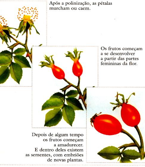 As flores atraem as abelhas através do perfume e de suas pétalas vistosas, nas quais, às vezes, são encontradas certas marcas coloridas, que indicam onde estão os nectários florais, glândulas que