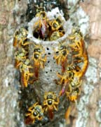 Meliponas e Trigonas Exemplos de abelhas pertencentes às duas grandes tribos: MELIPONAS Mandaçaia Melipona quadrifasciata anthidióides Manduri Melipona marginata Guaraipo Melipona bicolor