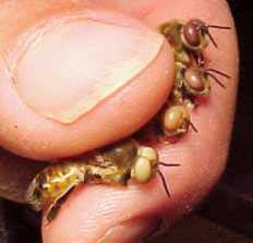 Em Honduras, América Central, o mel de jataí é usado como um ungüento para problemas nos olhos.