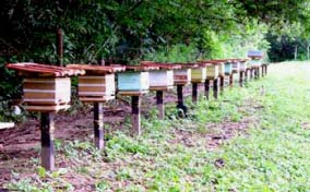 Ânimo! Vamos criar abelhinhas de uma forma mais sustentável e responsável para assim desfrutar dos benefícios por mais tempo e em favor do ambiente. www.amavida. org.br VOCÊ SABIA?