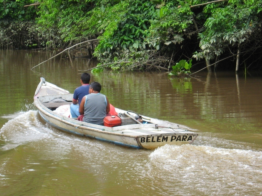 Da floresta, os ilhéus extraem o açaí, principal atividade econômica dos moradores da Ilha.