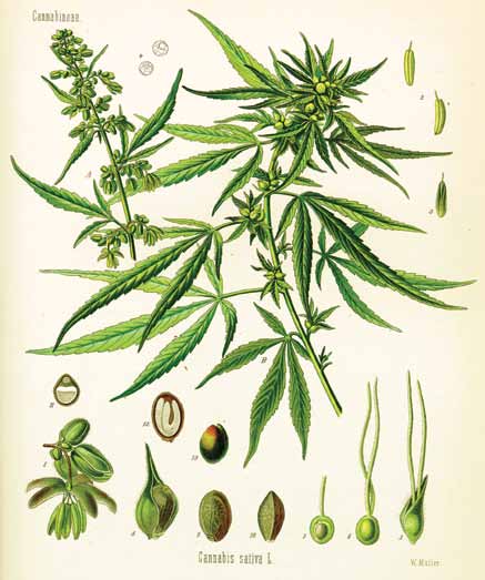 da Cannabis Sativa, tanto para fins medicinais como recreativos.