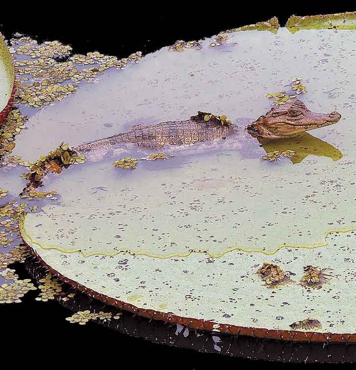 rios poluídos por coliformes fecais e a baixíssimos níveis de oxigênio e presença elevada de fungos, gás