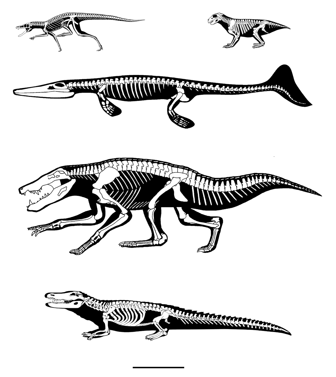 TERRÆ 9:12-40, 2012 Introdução Ao considerarmos o registro fóssil dos vertebrados, usualmente os dinossauros são o grupo de organismos que mais capturam a atenção pública e também acadêmica.