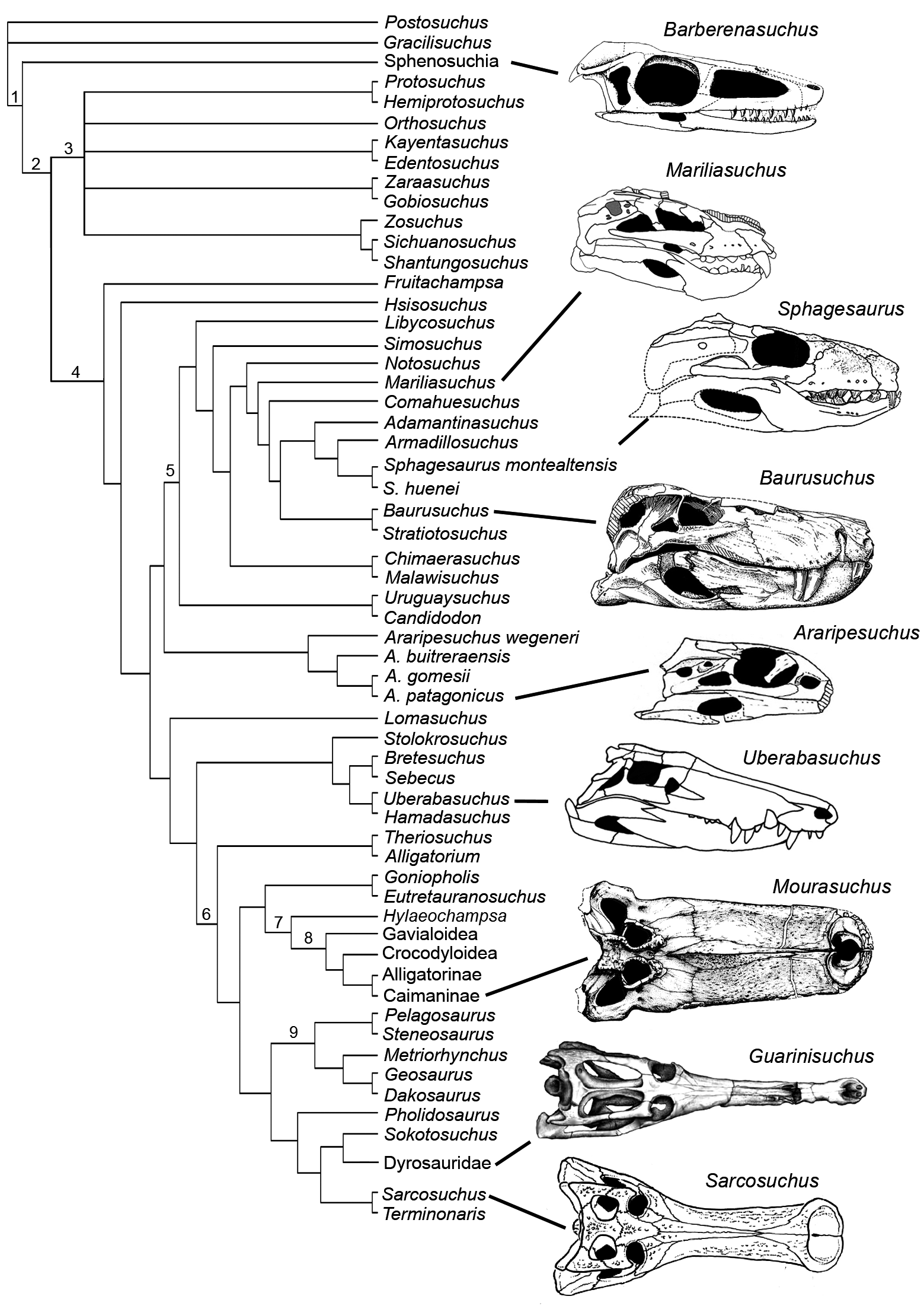 Crocodilomorfos: A maior diversidade de répteis fósseis do Brasil TERRÆ 9:12-40, 2012 Figura 2. Cladograma com os principais grupos de Crocodylomorpha.