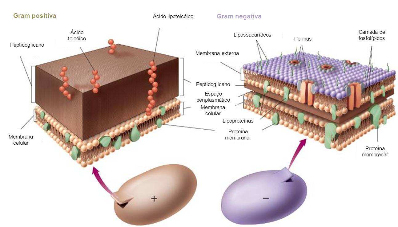 (S., 2010) Figura 2 - Ilustração da parece celular das bactérias Gram positiva e Gram negativa. enzimáticas e é transformado em UDP-NAM-pentapeptídeo.