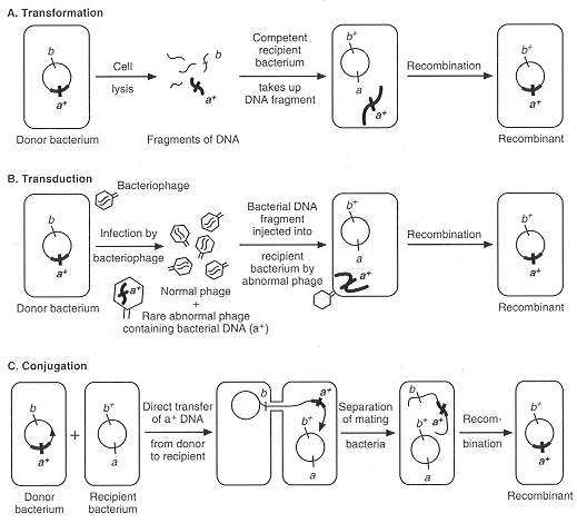 Reposição Delecção Inserção (Neihardt, 2004) Tabela 6 - Descrição dos tipos de mutação que podem ocorrer.