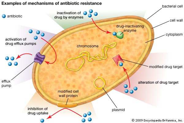 Estes mecanismos estão representados na figura 10 e os antibióticos afectados pelos mesmos estão enumerados na figura 11.