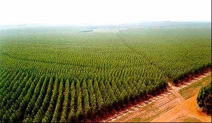 nativas. Até 1966, as estimativas dão conta de uma área total plantada de, aproximadamente, 400 mil hectares.