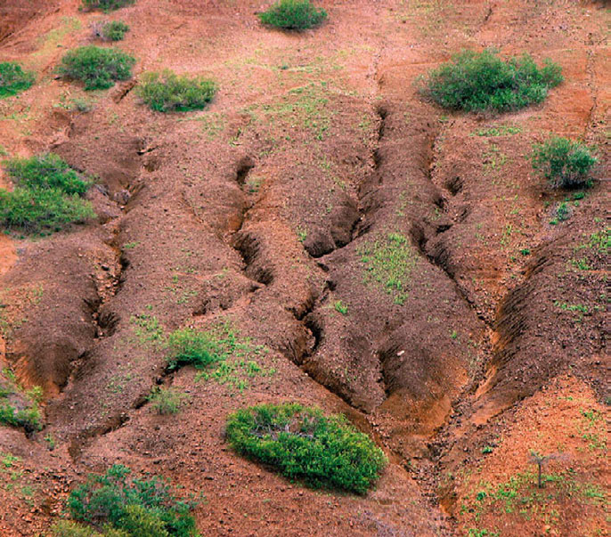 Floresta, muito mais que árvores Manual de educação ambiental para a floresta cipitações do Outono, devido ao menor coberto vegetal, os solos encontram-se mais vulneráveis à erosão pela água da