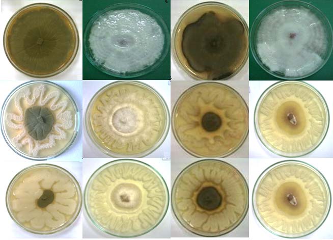 Pesquisa INTERAÇÕES DE BACILLUS THURINGIENSIS E O CONTROLE DE FITOPATÓGENOS Neiva Knaak Bióloga (UNISINOS) e Mestre e Doutoranda em Biologia: Diversidade e Manejo de Vida Silvestre (UNISINOS).