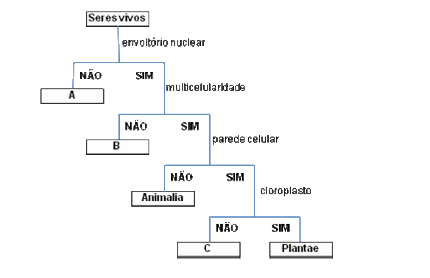 a) Identifique os reinos A, B e C do esquema. A: monera B: protista C: fungi b) Além de envoltório nuclear, cite mais duas características que permitem diferenciar o reino A dos demais.