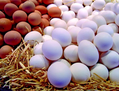 esterilizada, sistemas UV e outros, limpeza CIP e esterilização com vapor, consegue-se embalar o ovo produto em caixas de papelão tipo Tetra Pak, de ¼ até 2 litros, com shelf life de 10/12 semanas.