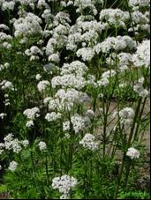 Valeriana (Valeriana officinalis) Uma planta vivaz, que cresce até à altura de 1 m prefere sol/meia sombra e é utilizada apenas como medicinal.