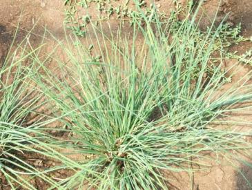 Imagem 3: Cebolinho Coentros (Coriander sativum) Planta delicada anual, como tal deve-se semear ao longo das estações para a termos sempre disponível.