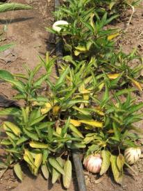 Imagem 11: Manjericão Pêra melão (Solanum muricatum) Planta vivaz que não tolera as geadas e gosta de sol, dá frutos comestíveis e é utilizada como medicinal.