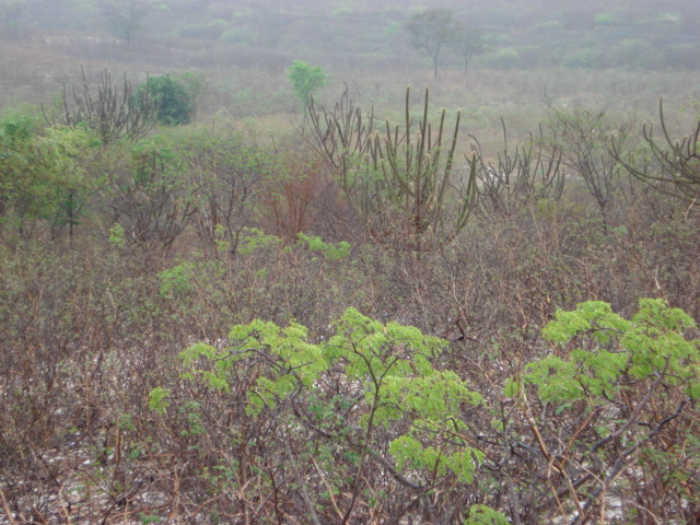 33 4.2. Diversidade Florística e Estrutura Fitossociológica do Estrato Arbustivo-arbóreo em dois Remanescentes de Caatinga, Conservados há mais de Vinte Anos, no Município de Tenório, PB.