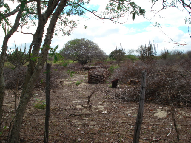 71 Figura 40: Retirada de lenha a caminho de área conservada na Bandarra, Tenório-PB.