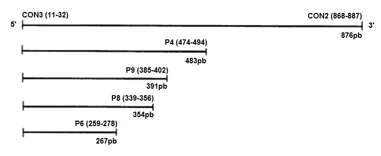 43 Tabela 7 - Reagentes utilizados na segunda amplificação do gene VP4.