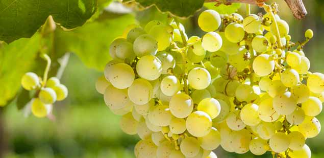 FRANÇA Grand Cru 2013 Vale do Loire O Vale do Loire compreende a região do rio Loire. A maior parte de sua produção é de uvas brancas, como a Chenin Blanc, Sauvignon Blanc e Melon de Bourgogne.