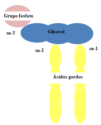 induzida, sendo a sua expressão aumentada principalmente por estímulos inflamatórios (Vane et al., 1998). Figura 6.