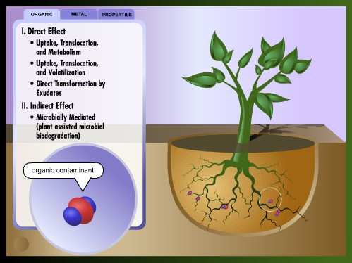 FITORREMEDIAÇÃO é a utilização de plantas e dos micróbios a elas associados para a recuperação de zonas poluídas/contaminadas; Serve-se dos processos naturais pelos quais as plantas e os micróbios da