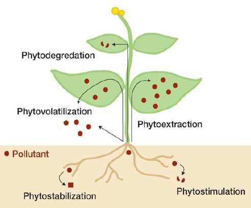 As plantas e os organismos da rizosfera podem ser utilizados para a fitorremediação de forma distinta: Os poluentes orgânicos são degradados directamente nas células vegetais por enzimas específicas