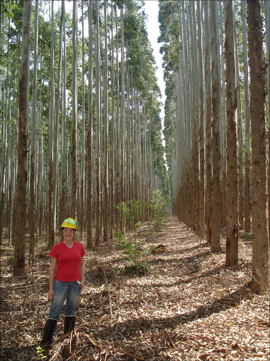 Doenças em eucalipto Doenças foliares Mancha de micosferela Mycosphaerella e