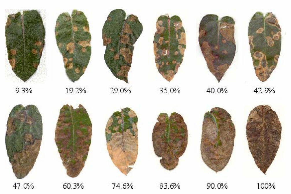 Mancha de micosferela: Mycosphaerella e