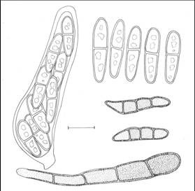 Mancha de micosferela: Mycosphaerella