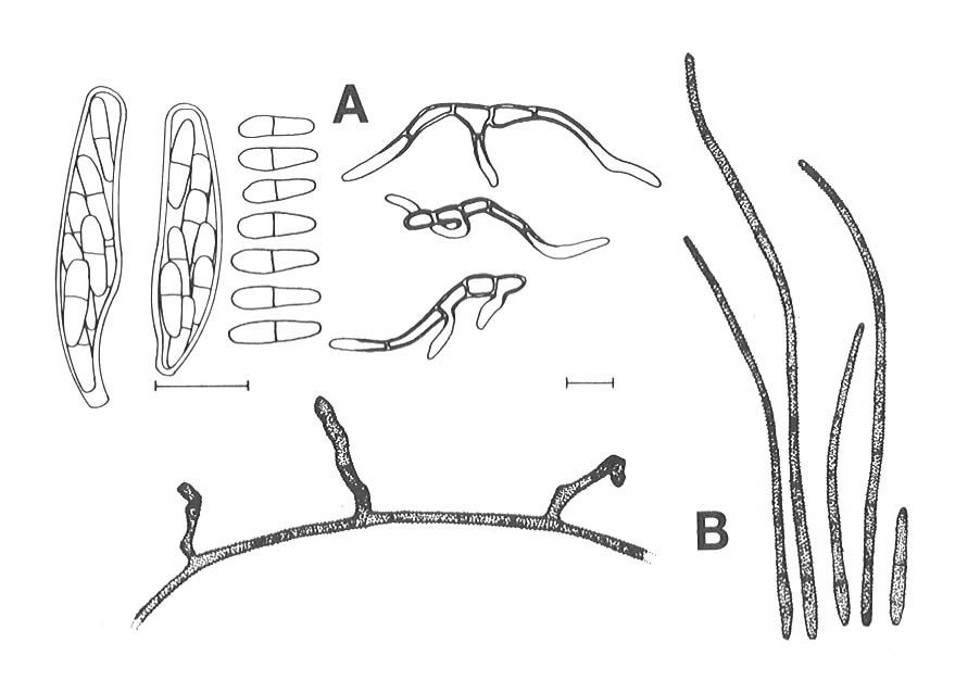 Mycosphaerella