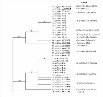 Mancha de micosferela: Mycosphaerella e