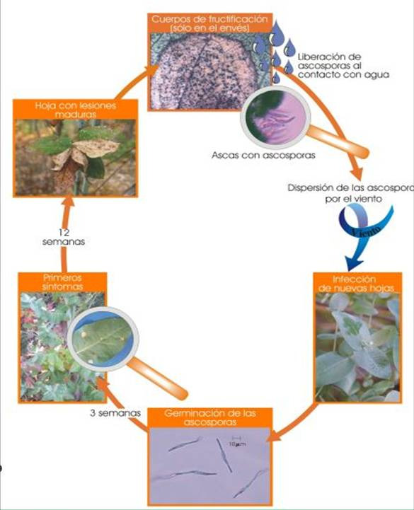Mancha de micosferela: Mycosphaerella e Teratosphaeria Melhoramento genético Pilosidade, cutícula, número e distribuição dos estômatos lignificação das paredes celulares
