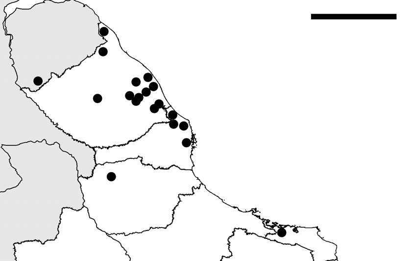 Fêmeas (n=5): comprimento total: 3,1-5,0; carapaça: 1,6-2,0; largura 1,2-1,5.