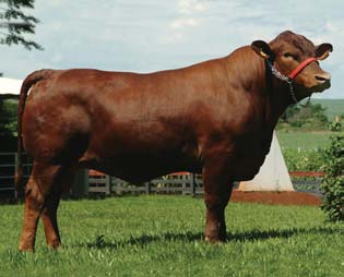 Marleen Felius foi homenageada pelo Museu do Zebu com uma placa, em virtude da contribuição que prestou à pecuária brasileira com suas obras.