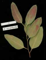 deficientes em E. urophylla e E.