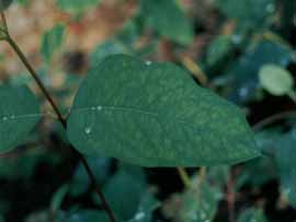 clone de Eucalyptus grandis, em macrojardim clonal.