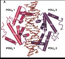 16 FIGURA 4. ESTRUTURA DO COMPLEXO HNF1Α E DUPLA FITA DE DNA Figura 4: Estrutura do complexo HNF1α e dupla fita de DNA. Duas proteínas (1 e 2) estão ligadas ao DNA (ao centro).