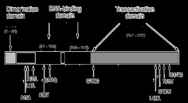 31 promotores (enhancers) ou silenciadores de splicing também podem afetar o splicing correto (ELLARD et al., 2008).