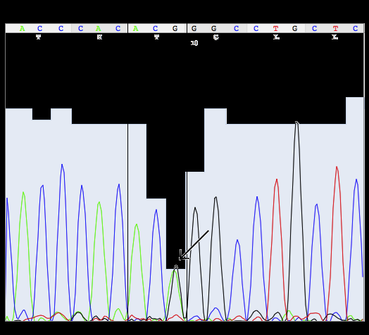 53 g) CROMATOGRAMA EVIDENCIANDO A