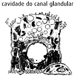 Já no transporte mediado por carreador, a velocidade de transporte se aproxima de um valor máximo quando a proteína carreadora está saturada (todos os sítios ligantes estão ocupados), pois este