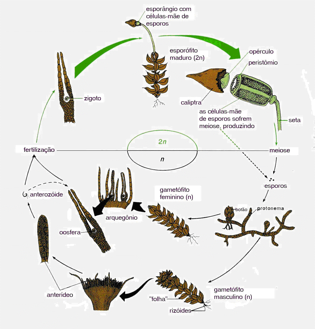 69 Figura 8.4: Ciclo de vida de uma briófita (musgo) (adaptado a partir de Stern, 94).