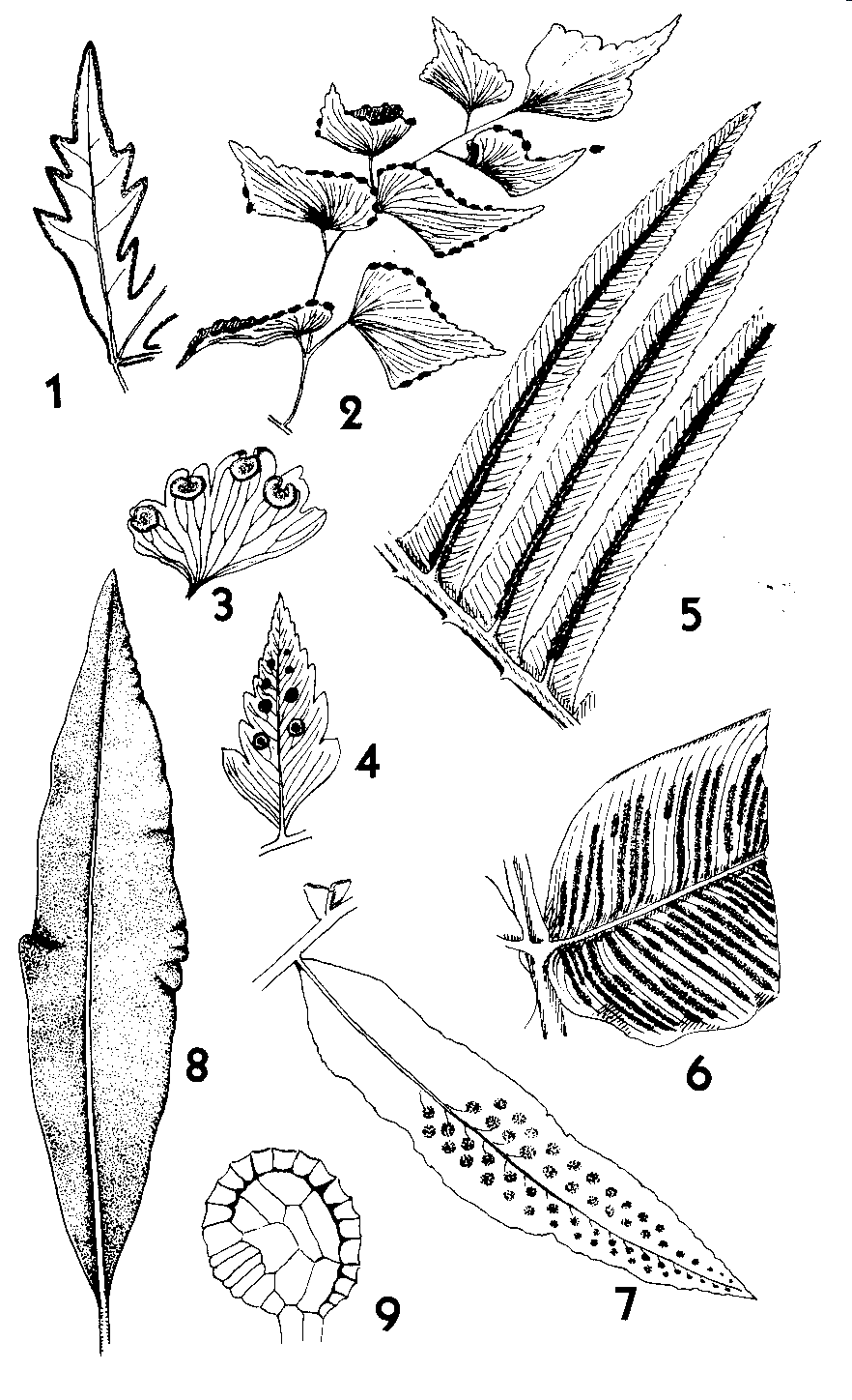 74 Figura 9.3: Polipodiófitas. 1) Doryopteris, trecho de folha com soro marginal contínuo. 2-3) Adiantum, folíolos férteis e detalhe dos soros. 4-7) diferentes gêneros mostrando folíolos férteis.