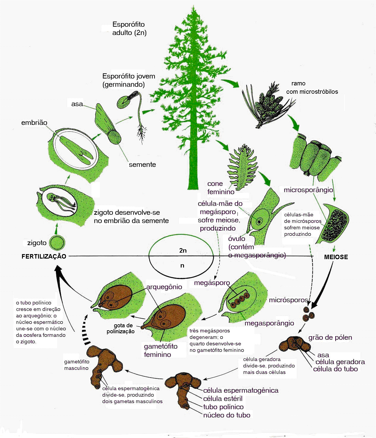 79 Figura 9.6: Ciclo de vida de uma gimnosperma (Pinus sp). O tecido do gametófito feminino que circunda o embrião, com o desenvolvimento torna-se tecido nutritivo na semente madura.