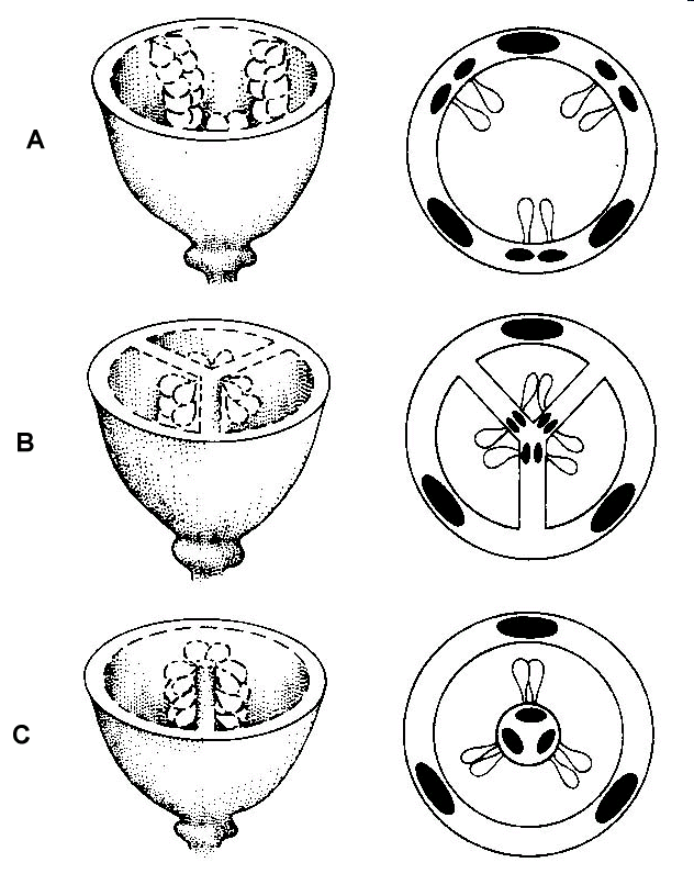 88 Figura 9.13: Três tipos de placentação. A) parietal; B) axial (ovário plurilocular); C) central livre. (Segundo Raven, 78).