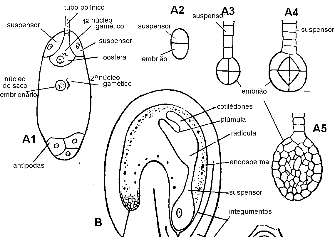 93 Figura 9.15. A1) Saco embrionário em processo de fecundação. A 2-5) fases sucessivas de formação do embrião. B Corte esquemático num óvulo fecundado.