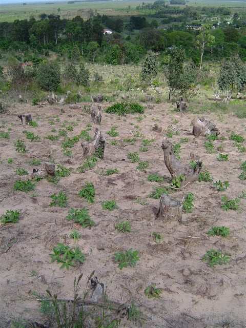91 vegetação. Contudo, a nova tecnologia não fez com que os Mbyá-Guarani, em sua forma tradicional de horticultura, abrissem roças maiores 88.
